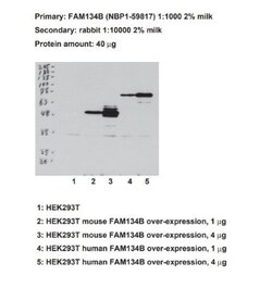 FAM134B Antibody, Novus Biologicals 0.1mg; Unlabeled:Antibodies, Polyclonal